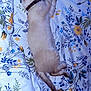 animal, bed, blanket, cat, collar, cozy, cute, domestic_animal, feline, floral_pattern, fur, indoor, paw, pet, relaxation, resting, sleep, sleeping, tail, whiskers