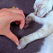 Noel a rejoint le concours — aidez-le/la à gagner de superbes lots ! animal, cat, closeup, connection, cozy, cute, domestic, fabric, fingers, hand, heart_shape, human, indoor, paw, pet, relaxing, resting, sleeping, soft, texture