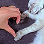 animal, cat, closeup, connection, cozy, cute, domestic, fabric, fingers, hand, heart_shape, human, indoor, paw, pet, relaxing, resting, sleeping, soft, texture