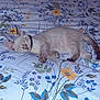 Noel participe au concours pour gagner de l'argent avec cette photo : animal, bed, blanket, cat, collar, comfort, cozy, cute, domestic_animal, feline, floral_pattern, fur, indoor, paws, peaceful, pet, relaxation, resting, sleeping, whiskers