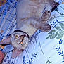 Noel participe au concours pour gagner de l'argent avec cette photo : animal, bed, blue, cat, closeup, collar, curious, feline, floral_bedspread, fur, green, human_leg, indoor, lying_down, pattern, paw, pet, resting, whiskers, yellow