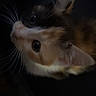 cat, calico_cat, pet, feline, whiskers, green_eyes, fur, orange_fur, black_fur, white_fur, animal, portrait, close_up, lying_down, indoors, dark_background, low_light, curious, relaxed, photography