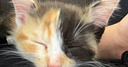 Cookie participe au concours pour gagner de l'argent avec cette photo : cat, kitten, calico, sleepy, sleeping, cuddling, pet, animal, whiskers, ears, pink_nose, fur, close_up, portrait, indoor, cozy, human_arm, black_clothing, couch, relaxed