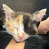 cat, kitten, calico, sleepy, sleeping, cuddling, pet, animal, whiskers, ears, pink_nose, fur, close_up, portrait, indoor, cozy, human_arm, black_clothing, couch, relaxed