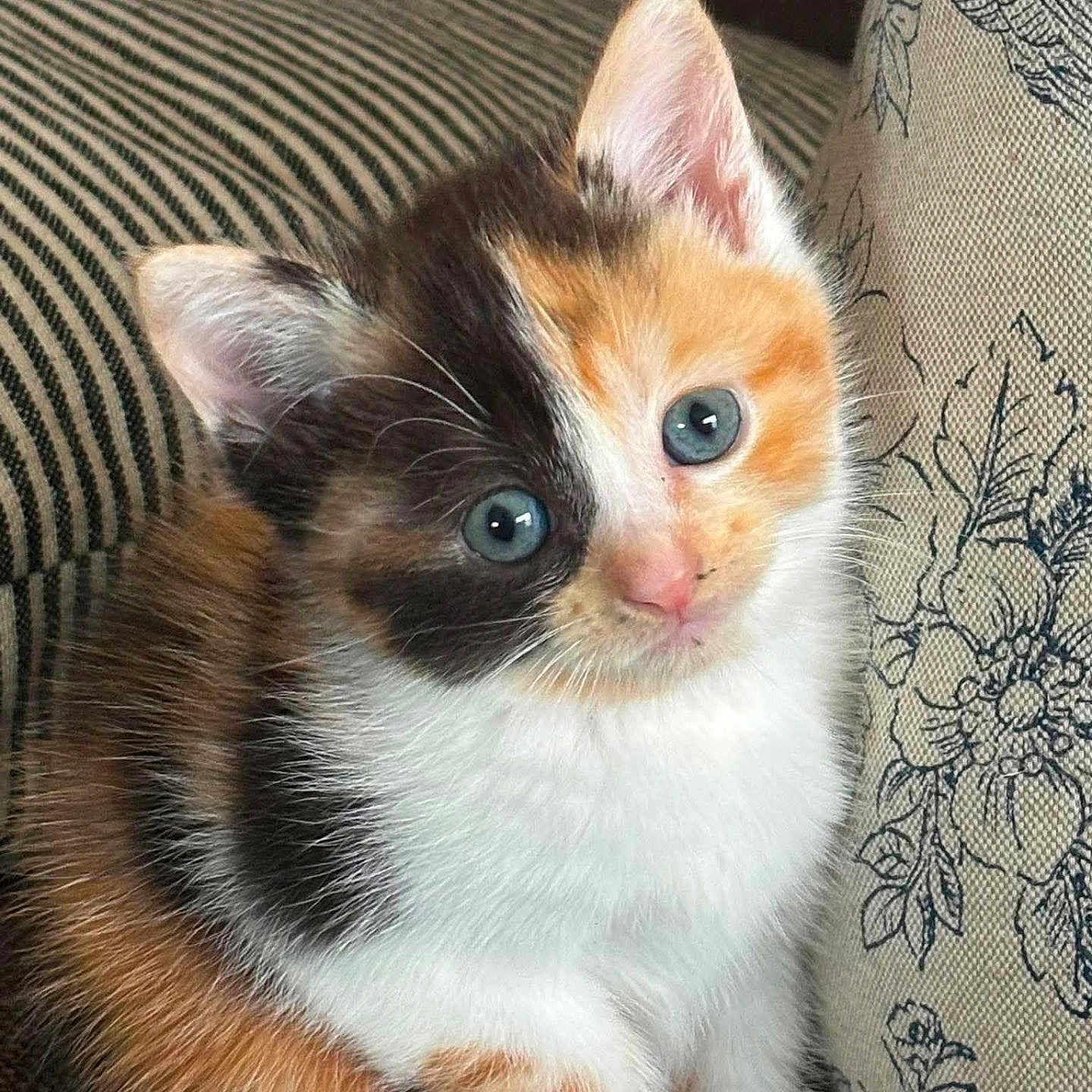 Cookie
