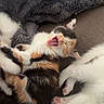 Cookie a rejoint le concours — aidez-le/la à gagner de superbes lots ! kitten, cat, calico, sleeping, yawning, playing, cuddling, multiple_cats, furry, fluffy, white_fur, orange_fur, black_fur, pink_paws, open_mouth, whiskers, couch, blanket, cozy, indoor