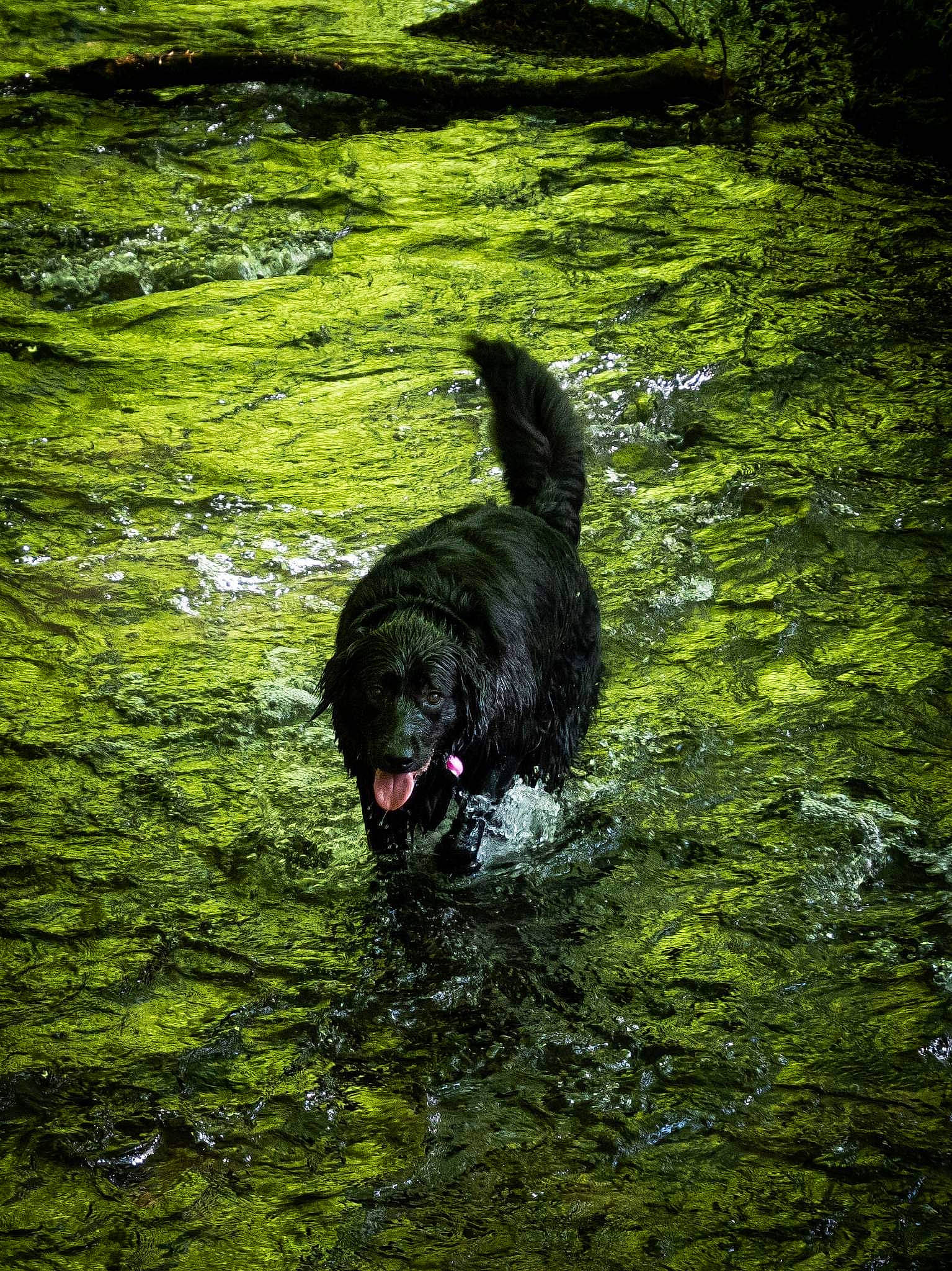 Marley is registered to the contest to win money with this photo: body_of_water, carnivore, companion_dog, dog, dog_breed, grass, guard_dog, gun_dog, herding_dog, lake, liquid, natural_landscape, plant, reflection, sporting_group, tail, tree, water, watercourse, working_animal