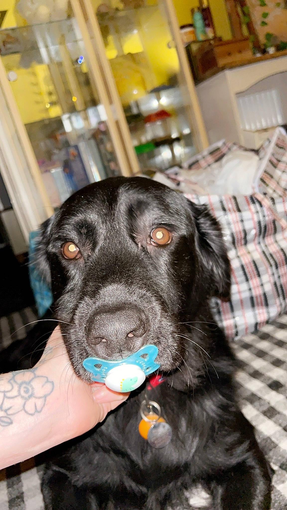 Marley is registered to the contest to win money with this photo: borador, canidae, carnivore, companion_dog, dog, dog_breed, dog_collar, electric_blue, fur, guard_dog, pattern, plaid, retriever, sitting, snout, sporting_group, tartan, whiskers, working_animal, working_dog