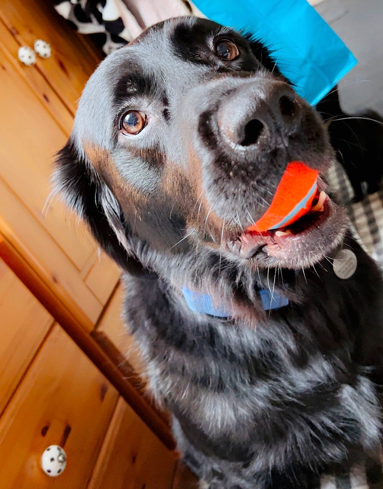 Marley is registered to the contest to win money with this photo: australian_cattle_dog, canidae, carnivore, collar, companion_dog, dog, dog_breed, dog_collar, ear, fur, guard_dog, hardwood, jaw, snout, sporting_group, varnish, whiskers, wood, working_animal, working_dog