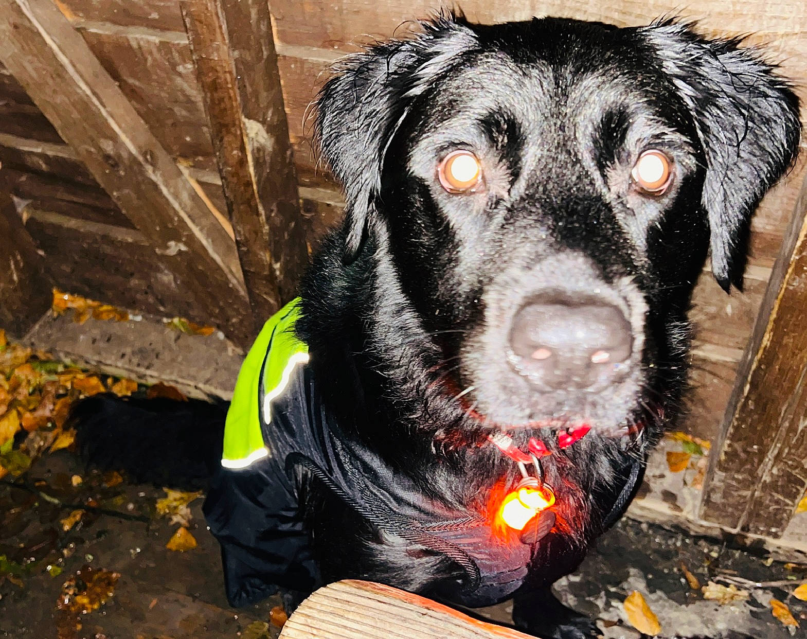 Marley joined the competition — help win amazing prizes! borador, canidae, carnivore, collar, companion_dog, dog, dog_breed, dog_collar, dog_supply, fur, guard_dog, gun_dog, leash, personal_protective_equipment, pet_supply, snout, sporting_group, whiskers, working_animal, working_dog