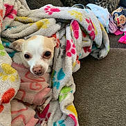 Miss Moldy joined the competition — help win amazing prizes! dog, small_dog, blanket, paw_print, cozy, indoor, couch, fur, cute, pet, snuggled, comfort, animal, resting, wrapped, warm, looking, eyes, fabric, home