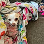 dog, small_dog, blanket, paw_print, cozy, indoor, couch, fur, cute, pet, snuggled, comfort, animal, resting, wrapped, warm, looking, eyes, fabric, home
