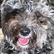 Lacey joined the competition — help win amazing prizes! canine, close_up, curly_fur, cute, dog, eyes, face, fluffy, furry, gray_fur, happy, indoor, nose, pet, photography, playful, portrait, puppy, shaggy, tongue