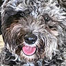 canine, close_up, curly_fur, cute, dog, eyes, face, fluffy, furry, gray_fur, happy, indoor, nose, pet, photography, playful, portrait, puppy, shaggy, tongue