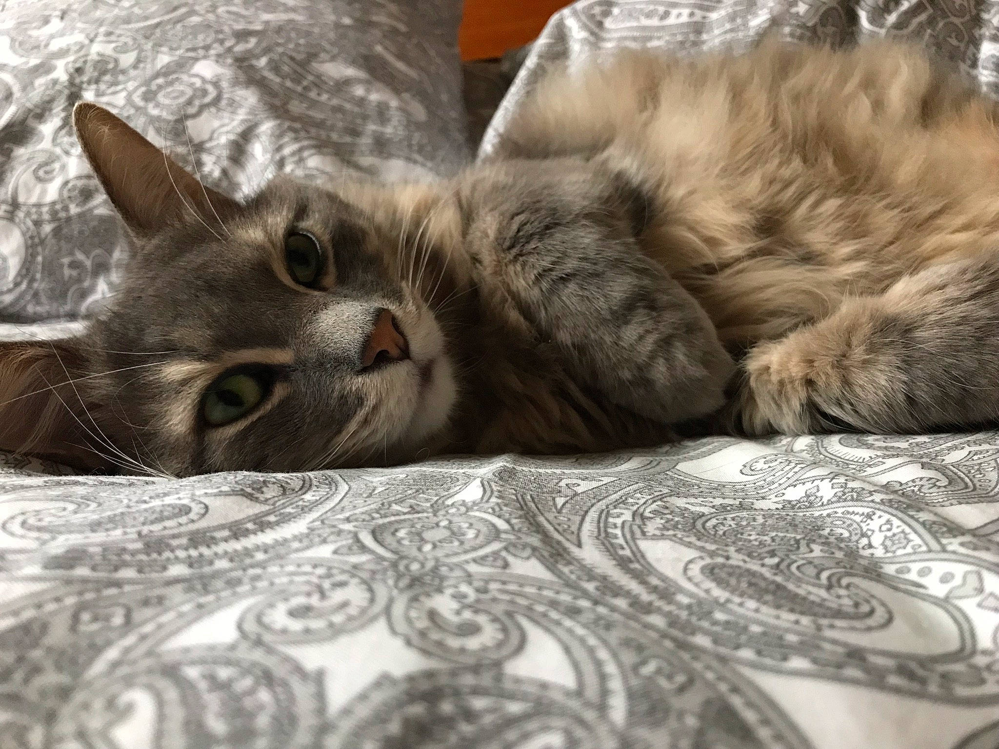 Hector participe au concours pour gagner de l'argent avec cette photo : american_shorthair, asian, australian_mist, british_semi_longhair, carnivore, cat, domestic_short_haired_cat, dragon_li, european_shorthair, felidae, fur, kitten, mammal, nap, nebelung, pixie_bob, small_to_medium_sized_cats, snout, tabby_cat, whiskers