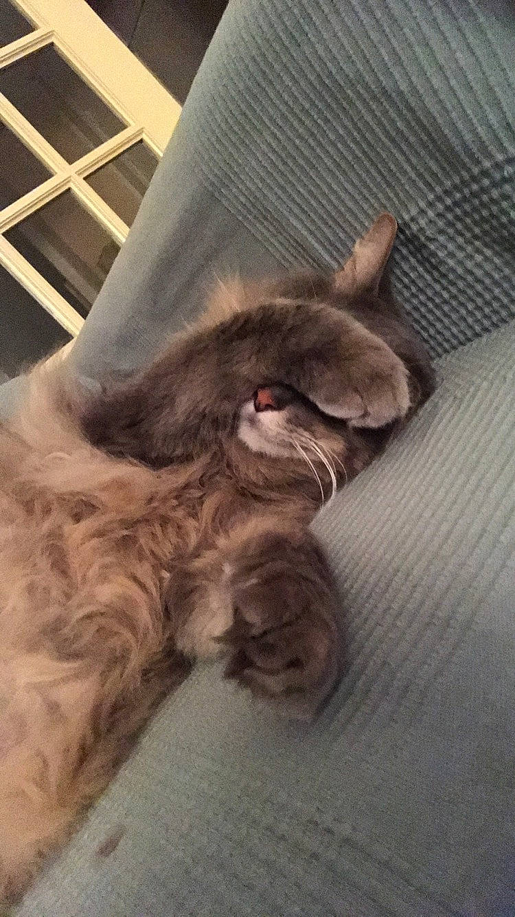 Hector participe au concours pour gagner de l'argent avec cette photo : carnivore, cat, dog_breed, ear, fawn, felidae, fur, kitten, liver, maine_coon, nap, norwegian_forest_cat, small_to_medium_sized_cats, sporting_group, whiskers