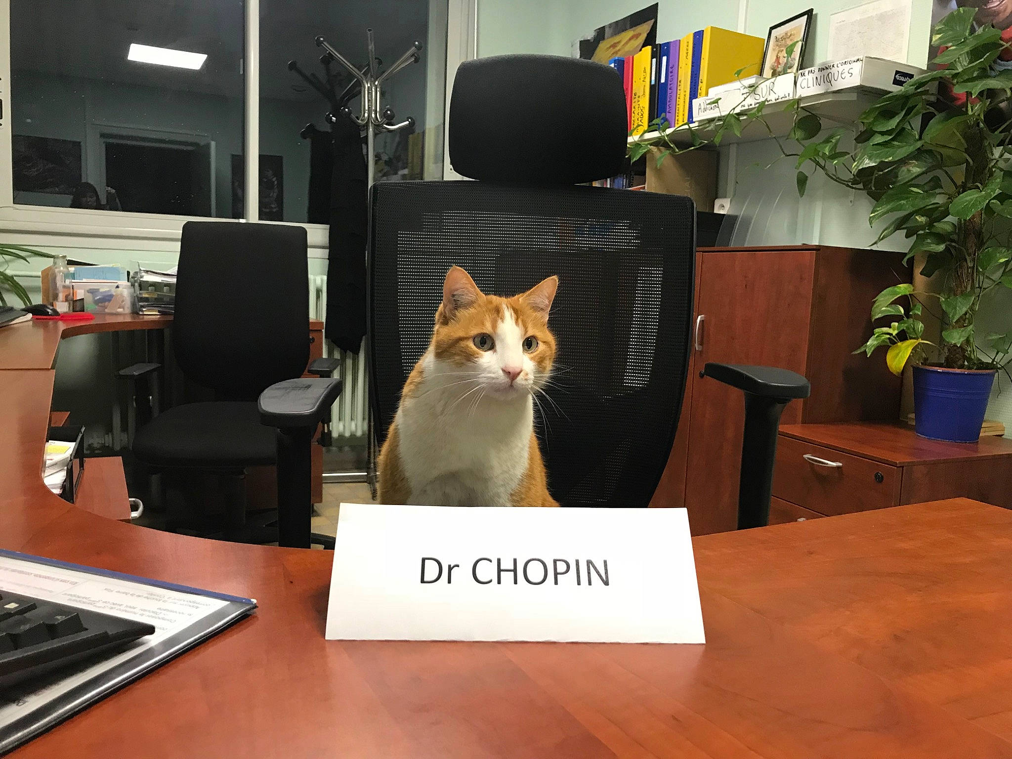 Chopin participe au concours pour gagner de l'argent avec cette photo : carnivore, cat, desk, domestic_short_haired_cat, european_shorthair, felidae, floor, flooring, furniture, hardwood, interior_design, photo_caption, small_to_medium_sized_cats, whiskers