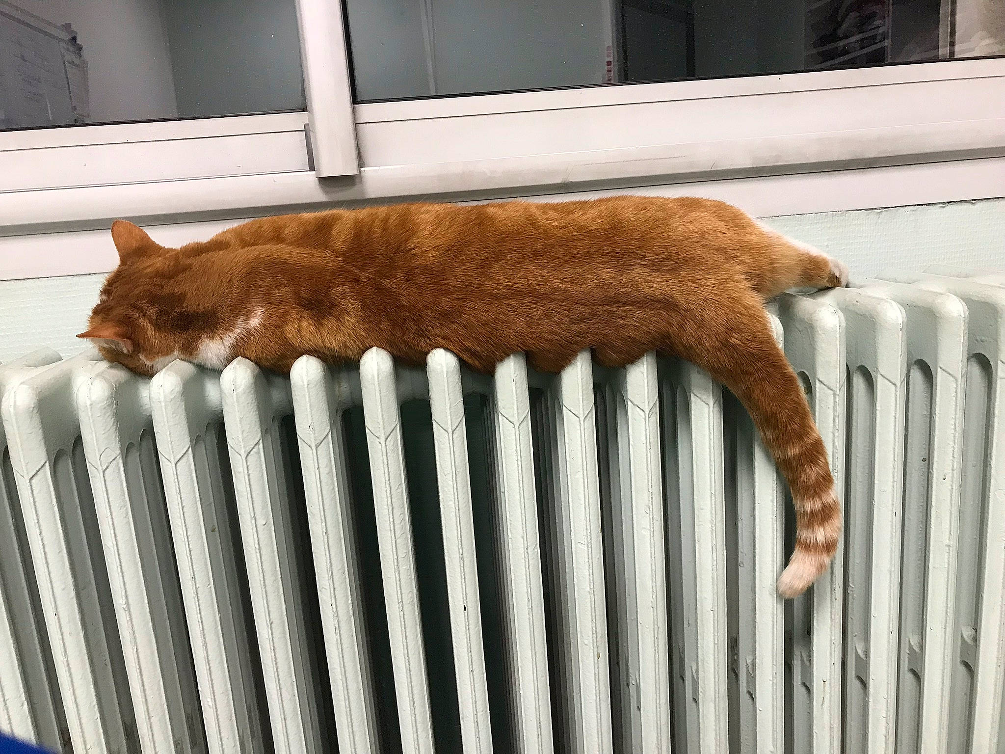 Chopin participe au concours pour gagner de l'argent avec cette photo : carnivore, cat, felidae, fur, small_to_medium_sized_cats, tail, whiskers