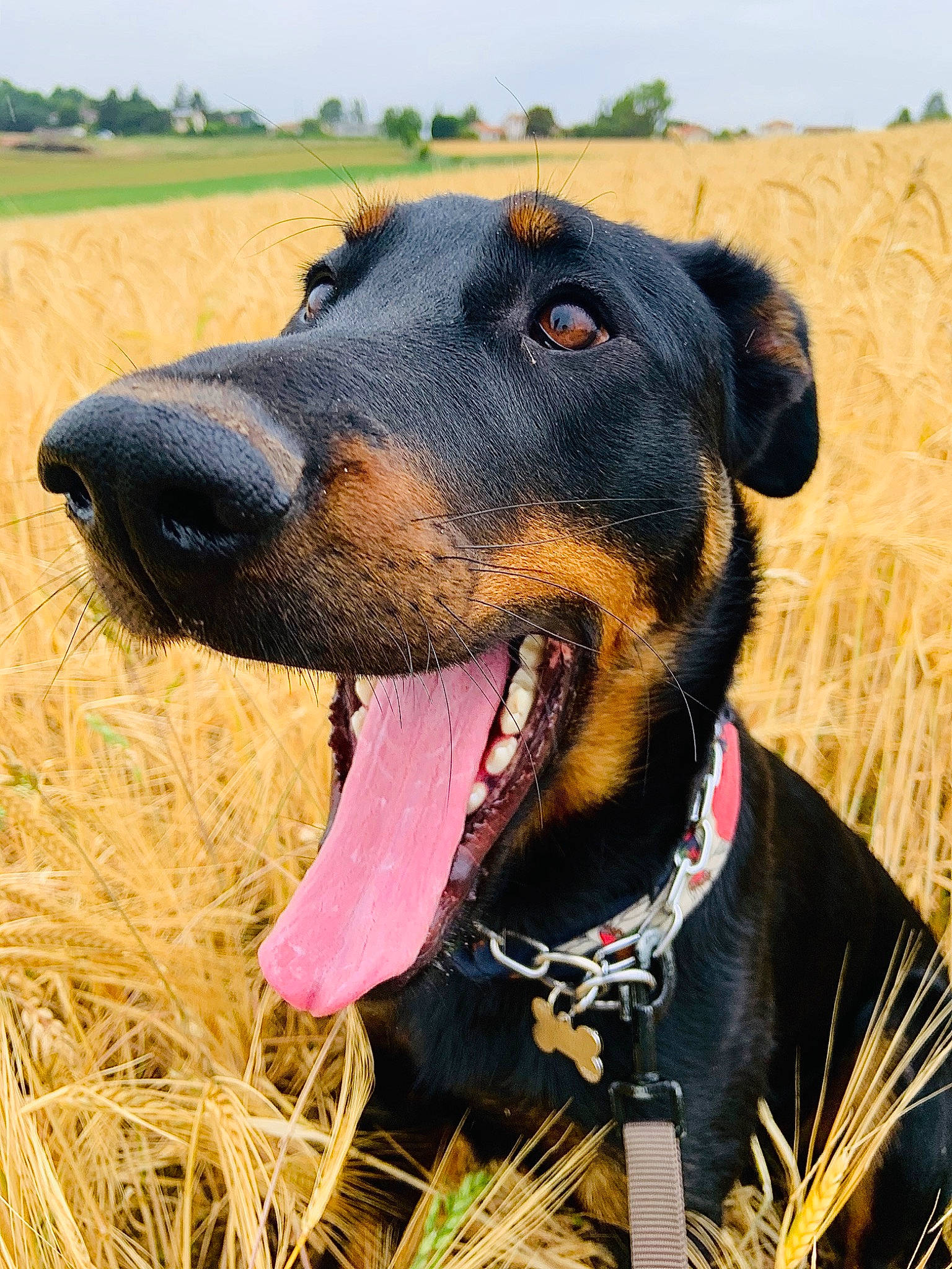 Peach a rejoint le concours — aidez-le/la à gagner de superbes lots ! beauceron, canidae, carnivore, dobermann, dog, dog_breed, german_pinscher, guard_dog, huntaway, hunting_dog, jagdterrier, mammal, pinscher, plant, rare_breed_dog, rottweiler, snout, vertebrate, working_dog
