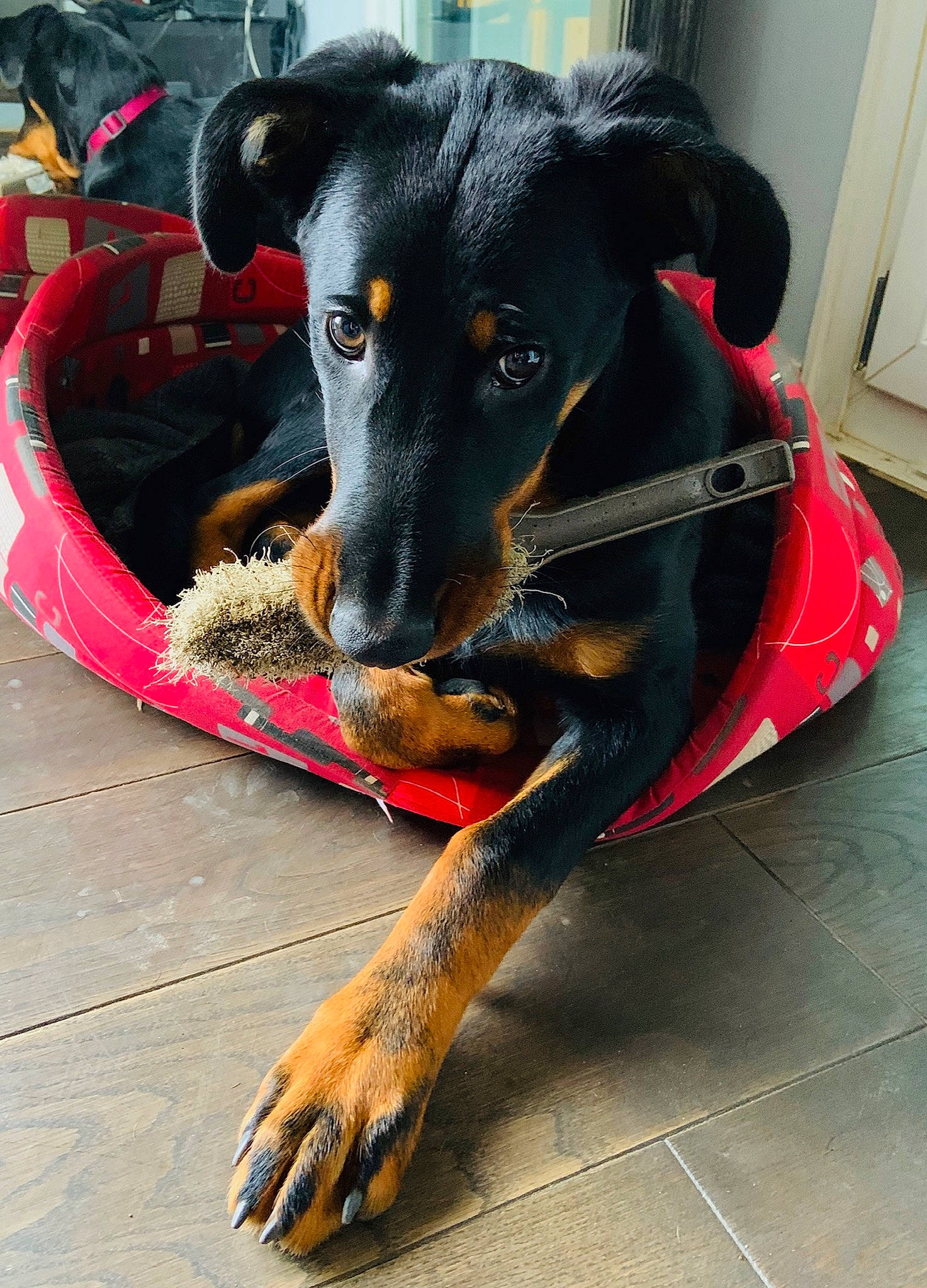 Peach a rejoint le concours — aidez-le/la à gagner de superbes lots ! beauceron, black_and_tan_terrier, canidae, carnivore, companion_dog, dog, dog_breed, german_pinscher, guard_dog, huntaway, jagdterrier, mammal, manchester_terrier, pinscher, rare_breed_dog, snout, sporting_group, toy_manchester_terrier, working_dog