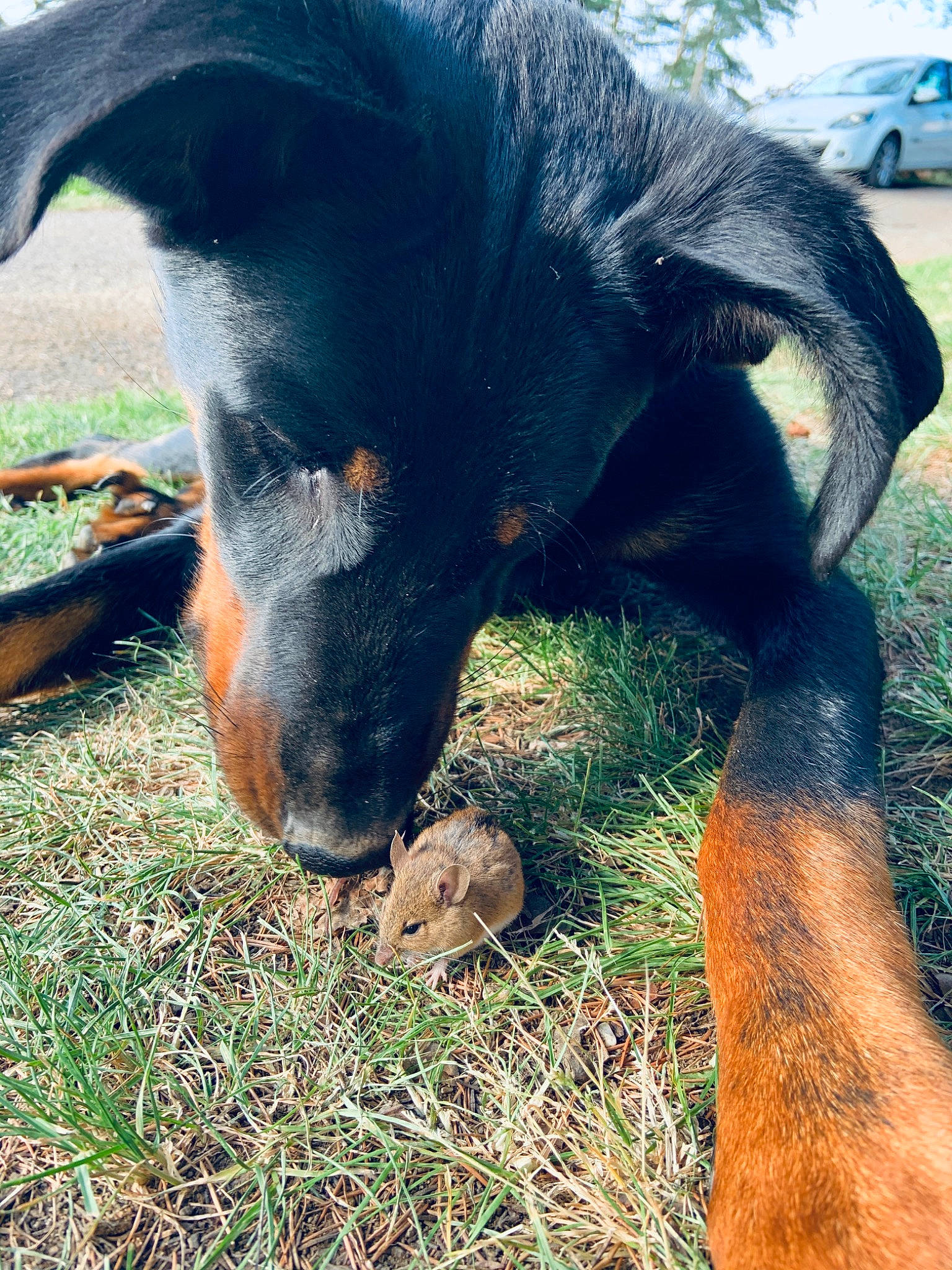 Peach a rejoint le concours — aidez-le/la à gagner de superbes lots ! beauceron, canidae, carnivore, dobermann, dog, dog_breed, grass, guard_dog, huntaway, jagdterrier, nose, pinscher, plant, snout, vertebrate