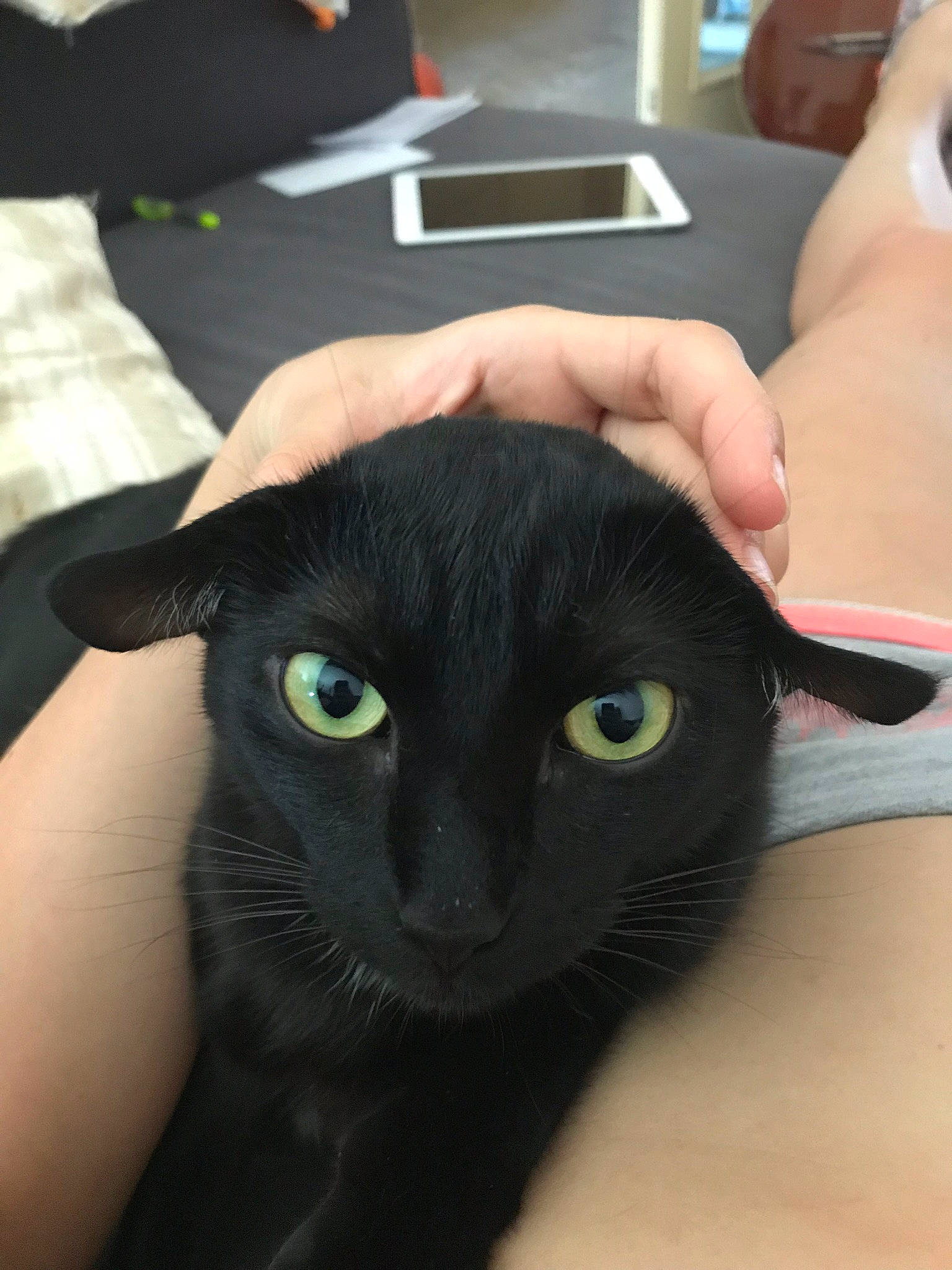 Julia a rejoint le concours — aidez-le/la à gagner de superbes lots ! asian, black, black_cat, bombay, burmese, carnivore, cat, ear, eye, felidae, fur, hand, leg, nail, small_to_medium_sized_cats, snout, whiskers