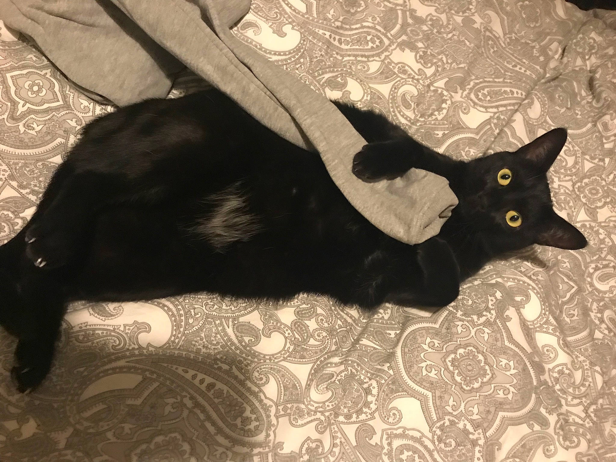 Julia participe au concours pour gagner de l'argent avec cette photo : asian, black, black_cat, bombay, carnivore, cat, ear, felidae, fur, havana_brown, kitten, small_to_medium_sized_cats, square, tail, whiskers