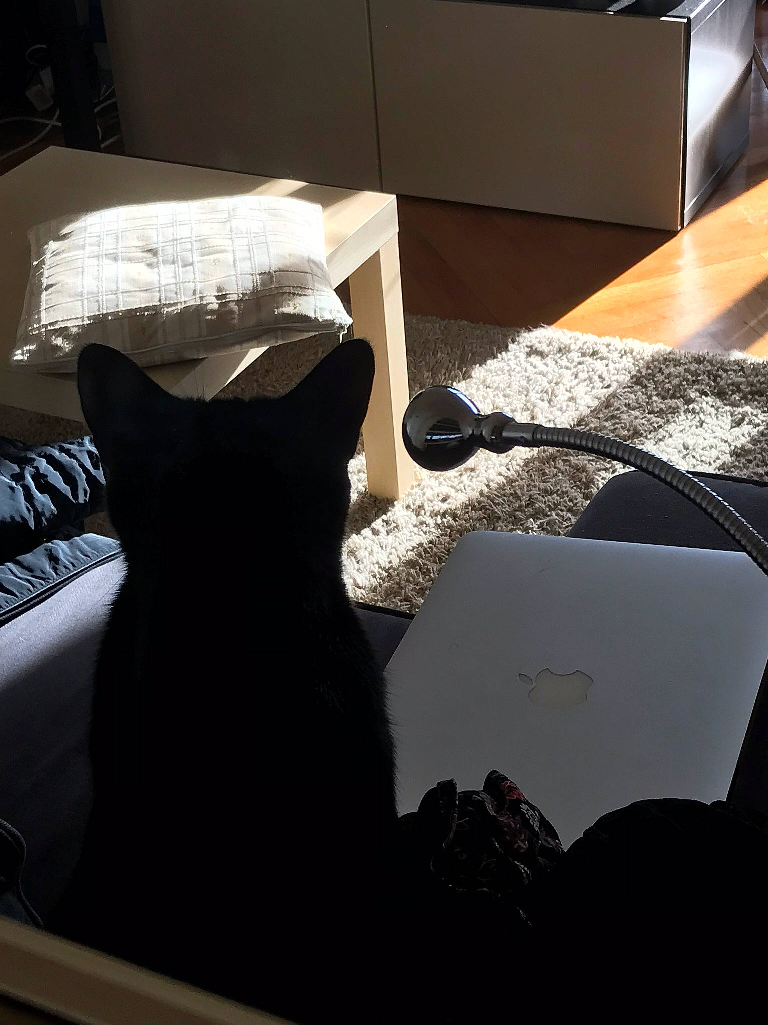 Julia participe au concours pour gagner de l'argent avec cette photo : black, black_cat, carnivore, cat, chair, comfort, dress, felidae, fur, furniture, interior_design, linens, room, small_to_medium_sized_cats, table, whiskers