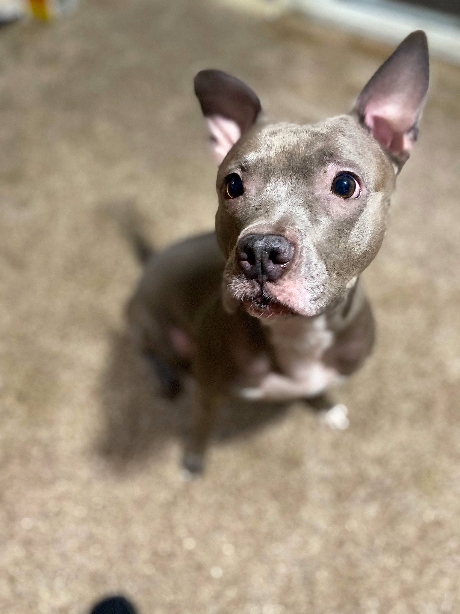 Lennox joined the competition — help win amazing prizes! bull_and_terrier, canidae, carnivore, collar, companion_dog, corgi_chihuahua, dog, dog_breed, fawn, non_sporting_group, snout, soil, sporting_group, terrestrial_animal, terrier, toy_dog, whiskers