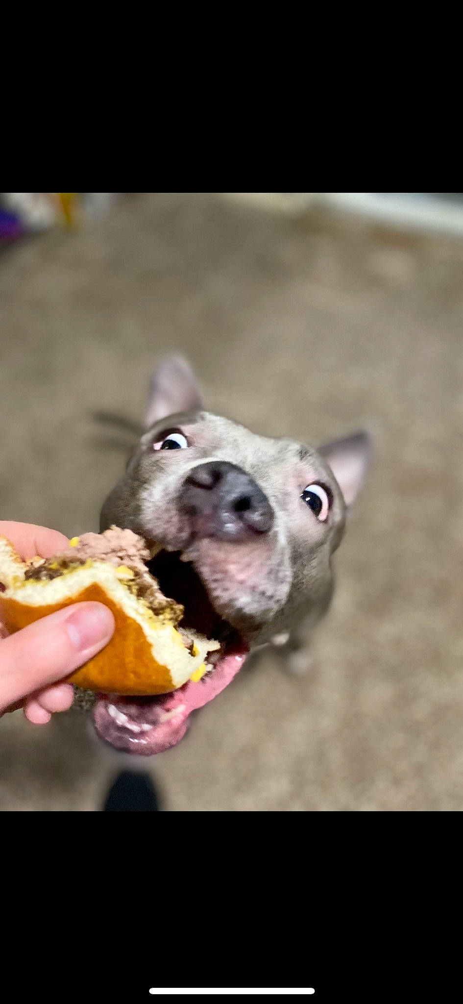 Lennox joined the competition — help win amazing prizes! baked_goods, biting, bun, carnivore, comfort_food, cuisine, dish, dog, fast_food, finger_food, food, food_craving, fried_food, fruit, ingredient, junk_food, produce, recipe, staple_food, sweetness