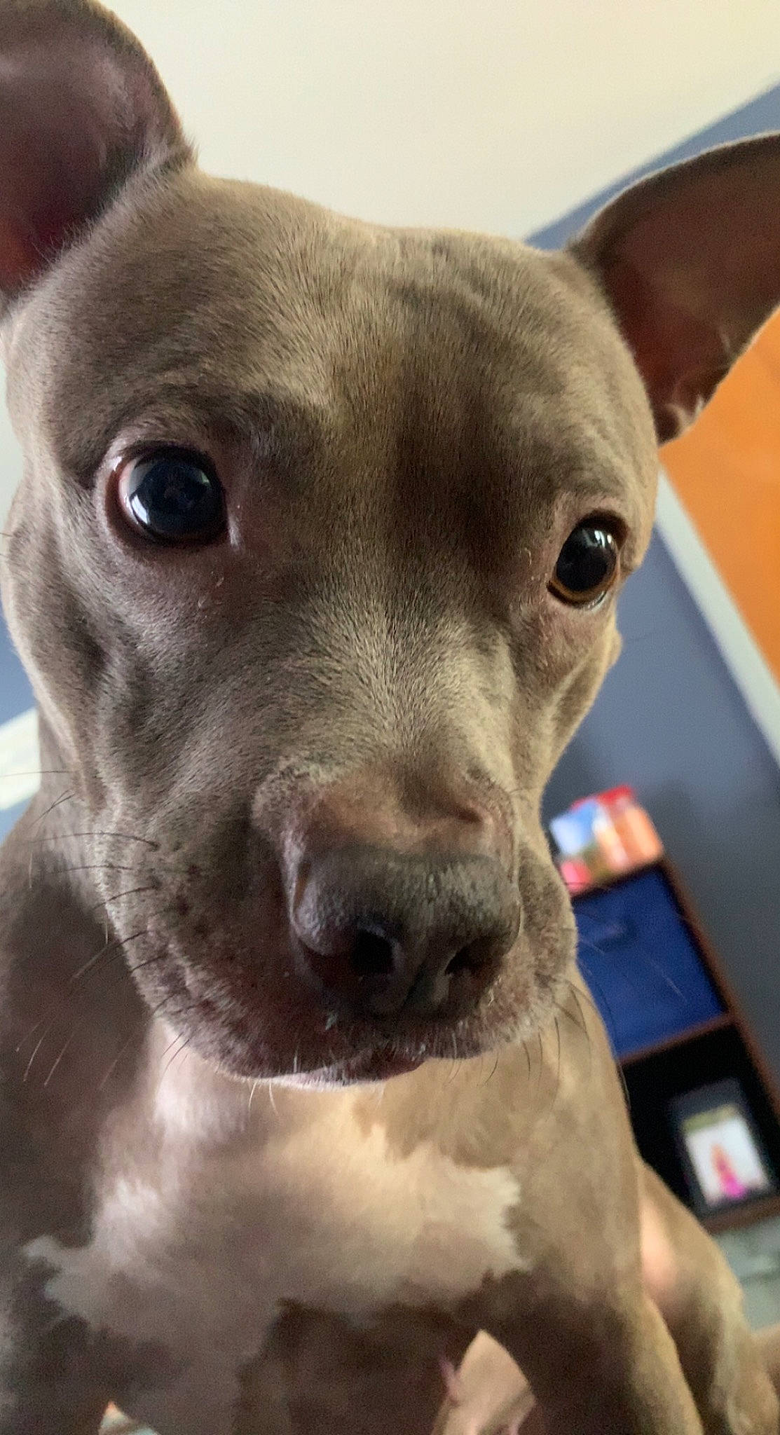 Lennox joined the competition — help win amazing prizes! canidae, carnivore, close_up, companion_dog, dog, dog_breed, ear, fawn, fur, non_sporting_group, pet_supply, snout, sporting_group, terrestrial_animal, toy_dog, whiskers, working_animal