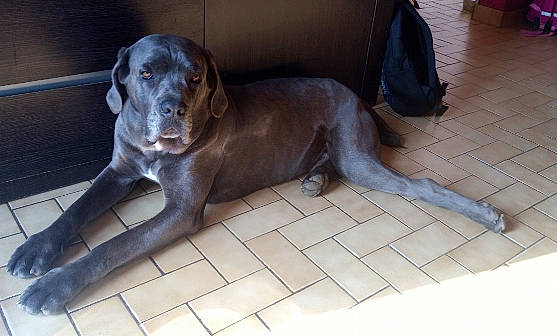 Jetro participe au concours pour gagner de l'argent avec cette photo : bag, canidae, carnivore, companion_dog, dog, dog_breed, fawn, floor, flooring, fur, gun_dog, hardwood, liver, luggage_and_bags, snout, sporting_group, tail, terrestrial_animal, whiskers, working_animal