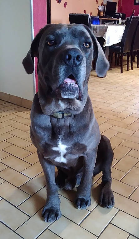 Jetro a rejoint le concours — aidez-le/la à gagner de superbes lots ! borador, canidae, carnivore, collar, companion_dog, dog, dog_breed, dog_collar, fawn, flooring, fur, guard_dog, hunting_dog, non_sporting_group, pet_supply, snout, sporting_group, whiskers, working_animal, working_dog