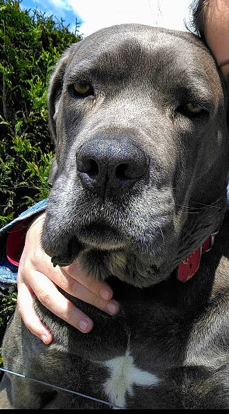 Jetro a rejoint le concours — aidez-le/la à gagner de superbes lots ! canidae, carnivore, collar, companion_dog, dog, dog_breed, dog_collar, electric_blue, fawn, fur, grass, pet_supply, plant, snout, sporting_group, terrestrial_animal, whiskers, working_animal, working_dog, wrinkle