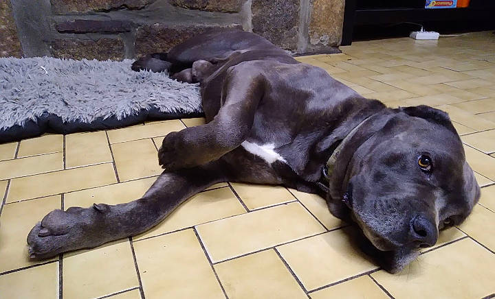 Jetro participe au concours pour gagner de l'argent avec cette photo : borador, canidae, carnivore, comfort, companion_dog, dog, dog_breed, fawn, flooring, fur, guard_dog, gun_dog, liver, pet_supply, snout, sporting_group, tail, terrestrial_animal, whiskers, working_animal