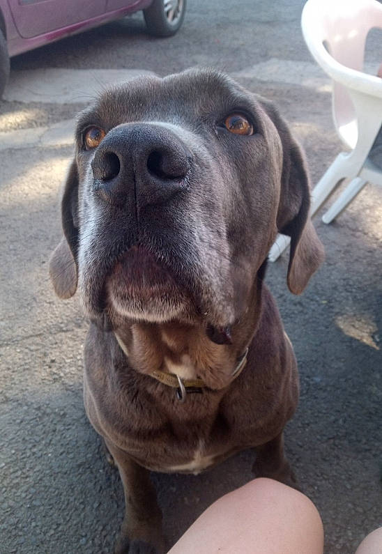 Jetro a rejoint le concours — aidez-le/la à gagner de superbes lots ! asphalt, automotive_tire, carnivore, cloud, collar, companion_dog, dog, dog_breed, dog_collar, fawn, liver, metal, molosser, snout, terrestrial_animal, tire, vehicle, wheel, whiskers, working_animal