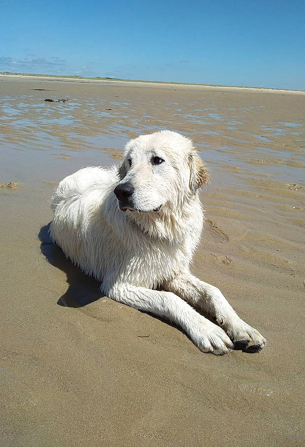 Pixel a rejoint le concours — aidez-le/la à gagner de superbes lots ! arctic_ocean, beach, canidae, carnivore, coast, companion_dog, dog, dog_breed, horizon, ice_cap, lake, landscape, ocean, polar_ice_cap, polish_tatra_sheepdog, sea, sky, sporting_group, water, wind_wave