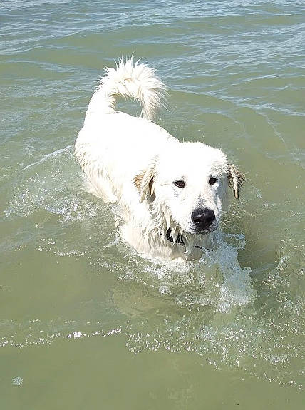 Pixel a rejoint le concours — aidez-le/la à gagner de superbes lots ! canidae, carnivore, companion_dog, dog, dog_breed, event, gun_dog, lake, liquid, ocean, retriever, sporting_group, water, wind_wave, working_animal, working_dog