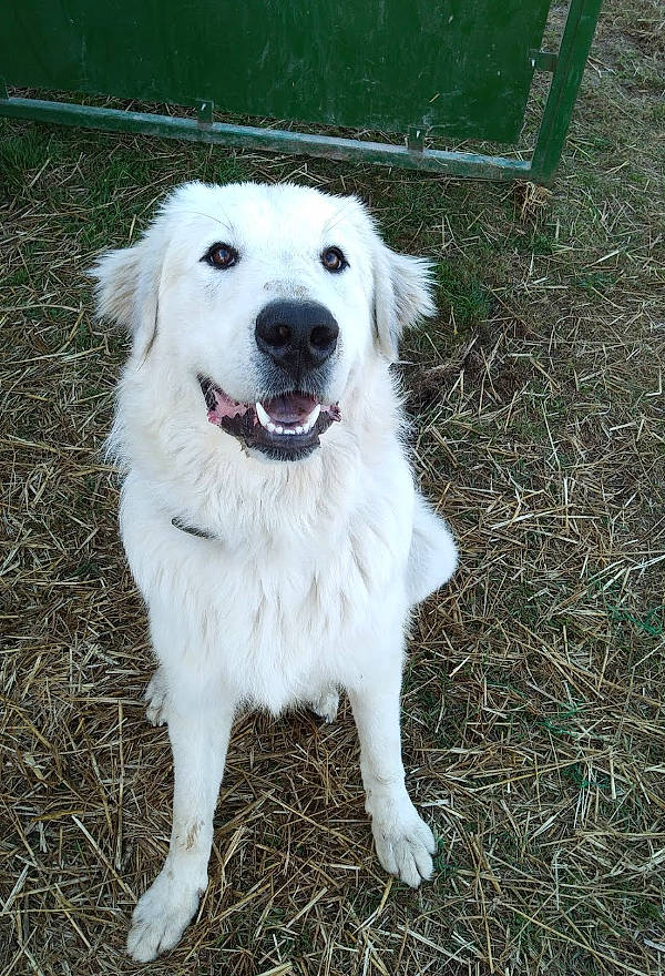 Pixel a rejoint le concours — aidez-le/la à gagner de superbes lots ! ancient_dog_breeds, canidae, carnivore, companion_dog, dog, dog_breed, fang, fence, fur, grass, great_pyrenees, jaw, kuvasz, livestock_guardian_dog, maremma_sheepdog, plant, polish_tatra_sheepdog, sporting_group, whiskers, working_dog