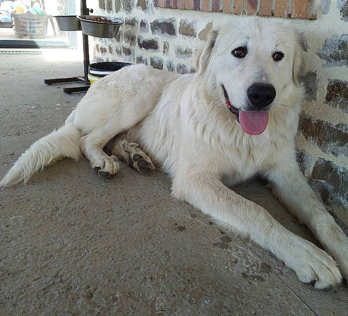 Pixel a rejoint le concours — aidez-le/la à gagner de superbes lots ! canidae, carnivore, companion_dog, dog, dog_breed, fur, livestock_guardian_dog, pet_supply, polish_tatra_sheepdog, snout, sporting_group, terrestrial_animal, working_animal