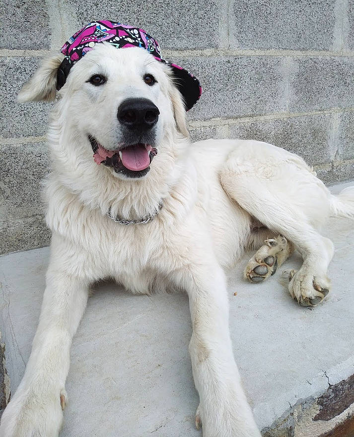 Pixel a rejoint le concours — aidez-le/la à gagner de superbes lots ! ancient_dog_breeds, canidae, carnivore, collar, companion_dog, dog, dog_breed, fang, fur, giant_dog_breed, great_pyrenees, paw, polish_tatra_sheepdog, shout, sporting_group, tail, terrestrial_animal, whiskers, working_animal, working_dog