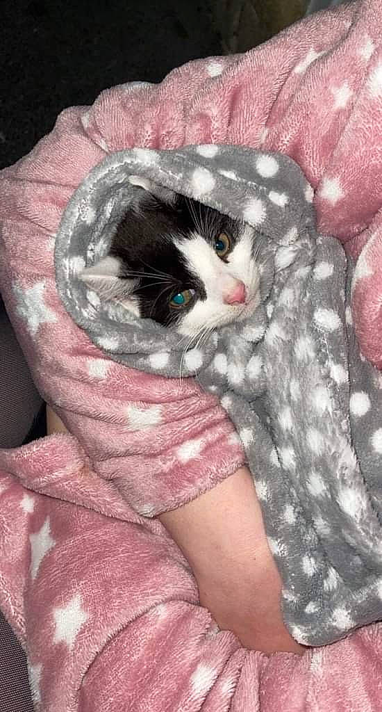 Milo joined the competition — help win amazing prizes! art, carnivore, cat, felidae, fur, gesture, grey, headgear, human_leg, leg, linens, magenta, painting, pattern, pink, small_to_medium_sized_cats, snout, tail, toy, whiskers