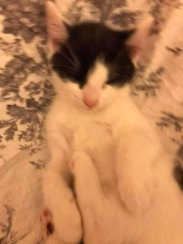 Milo joined the competition — help win amazing prizes! carnivore, cat, claw, comfort, domestic_short_haired_cat, eye, fawn, felidae, flooring, foot, fur, human_body, nap, paw, sleep, small_to_medium_sized_cats, snout, tail, whiskers, wood