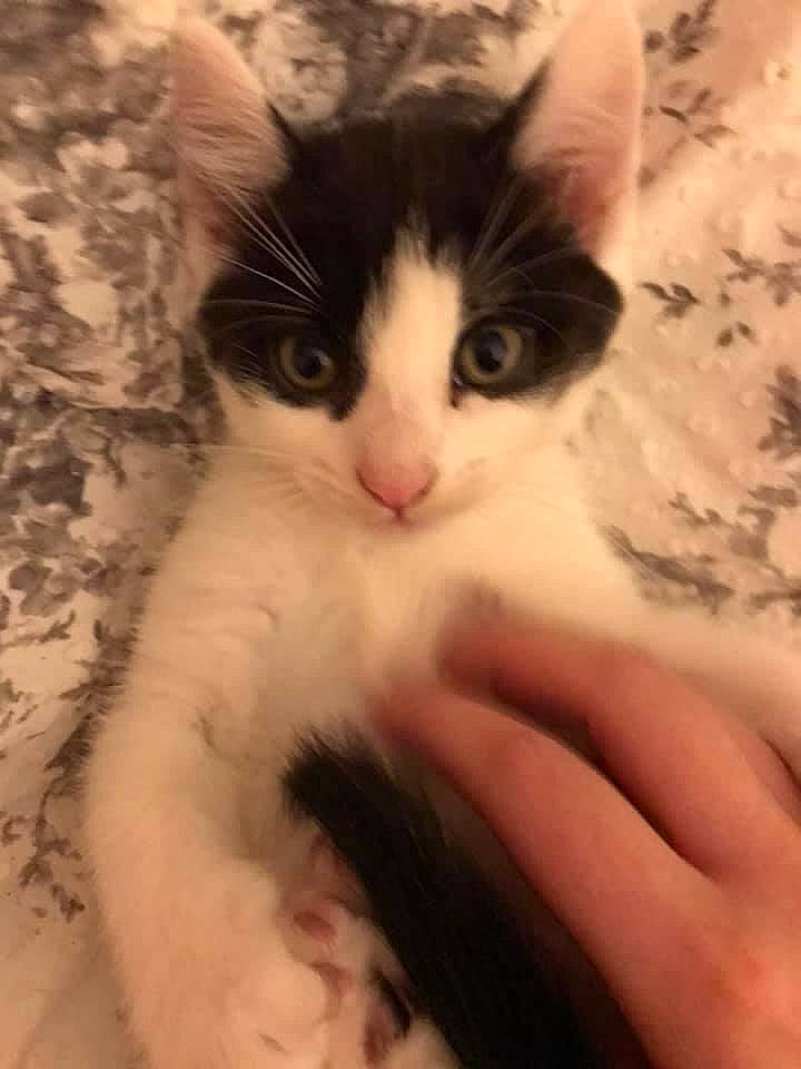 Milo joined the competition — help win amazing prizes! carnivore, cat, claw, cloud, comfort, domestic_short_haired_cat, eye, fawn, felidae, finger, foot, gesture, nail, paw, plant, small_to_medium_sized_cats, snout, tail, tree, whiskers