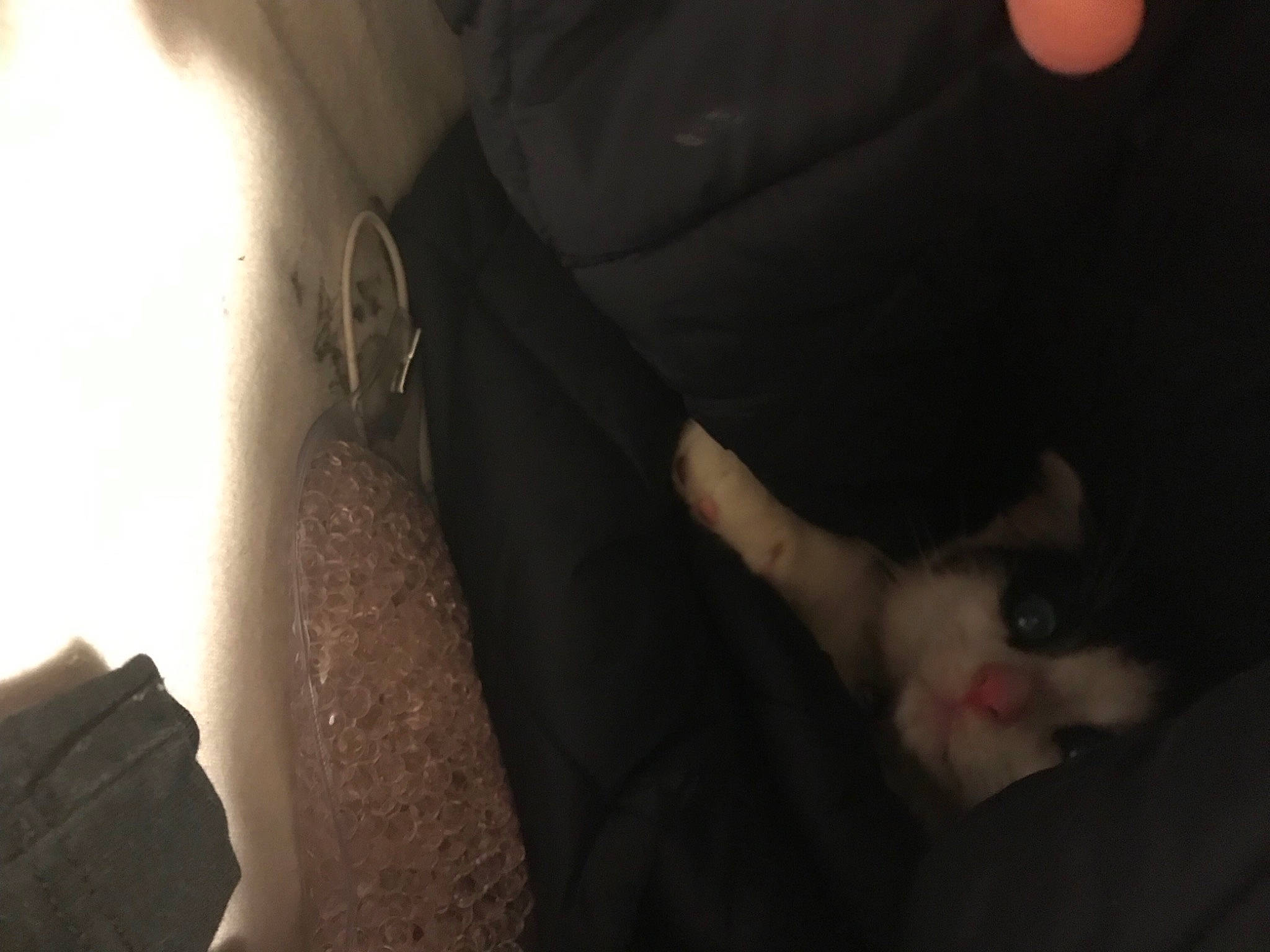 Milo is registered to the contest to win money with this photo: carnivore, cat, comfort, darkness, elbow, felidae, finger, flash_photography, fun, fur, gesture, human_leg, mouth, nail, small_to_medium_sized_cats, tail, thigh, tints_and_shades, vehicle_door, whiskers