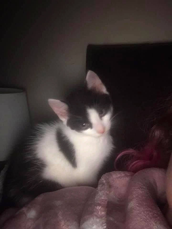 Milo is registered to the contest to win money with this photo: box, carnivore, cat, cloud, comfort, darkness, domestic_short_haired_cat, ear, felidae, fur, monochrome_photography, paw, room, sky, small_to_medium_sized_cats, snout, tail, whiskers, window, wood