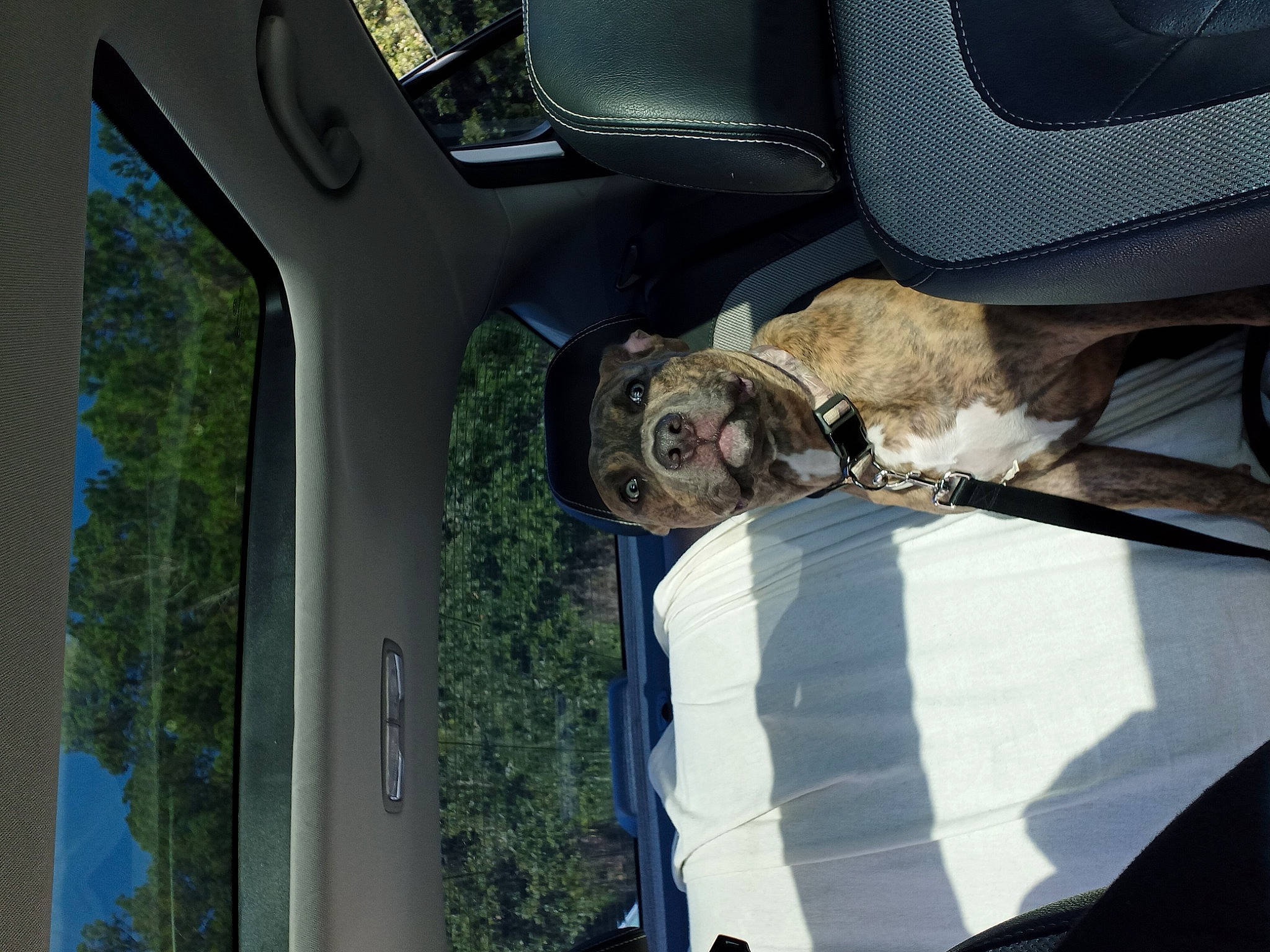 Ammo joined the competition — help win amazing prizes! automotive_design, automotive_exterior, automotive_lighting, automotive_mirror, automotive_tire, automotive_wheel_system, bumper, car, fender, gas, hood, mode_of_transport, motor_vehicle, plant, tire, tread, tree, vehicle, vehicle_door, wheel