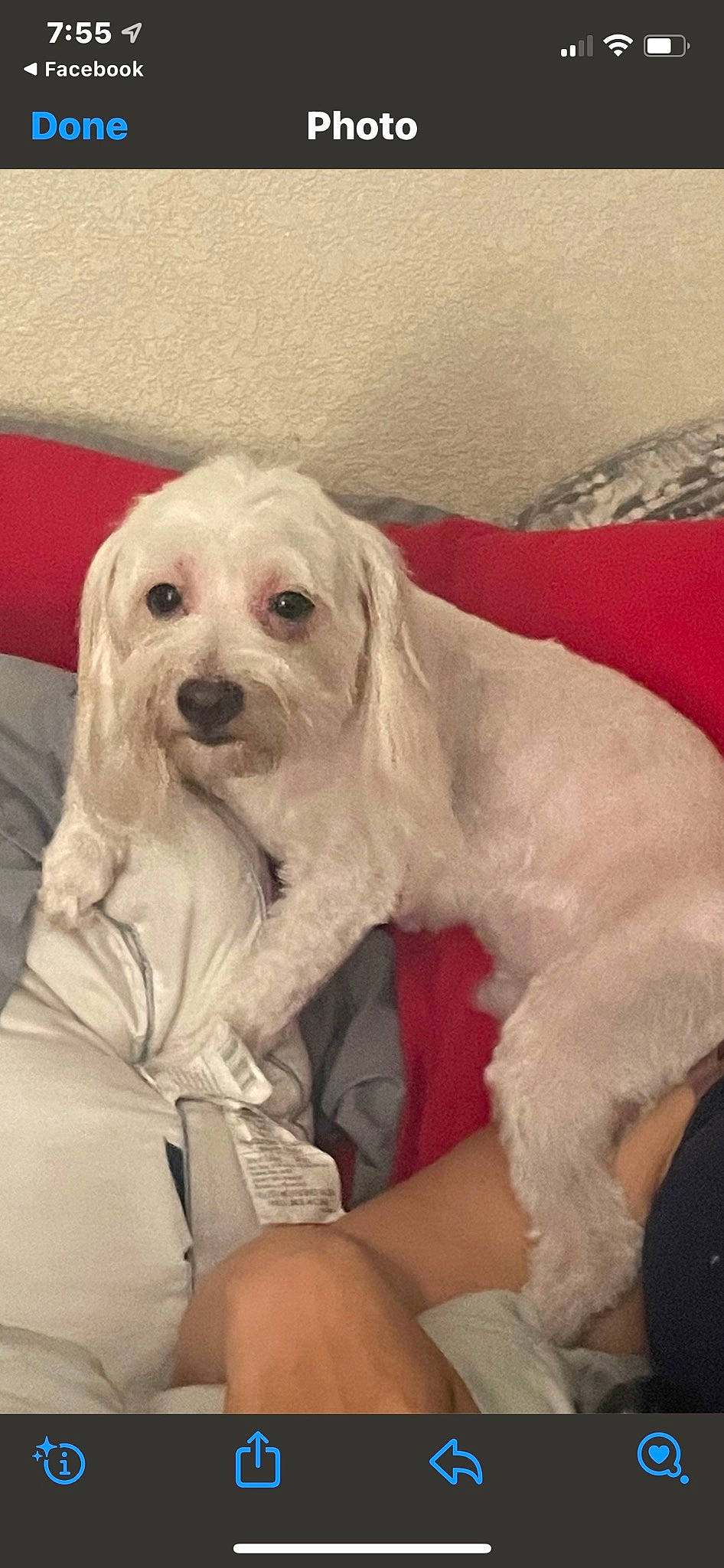 Chippy is registered to the contest to win money with this photo: canidae, carnivore, comfort, companion_dog, dog, dog_breed, dog_collar, dog_supply, fur, non_sporting_group, sitting, smile, snout, sporting_group, toy_dog, working_animal