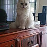 animal, calm, cat, cute, domestic_cat, electronics, fluffy, fur, furniture, home, indoor, living_room, pet, quiet, sitting, speaker, television, white_cat, window_reflection, wooden_cabinet