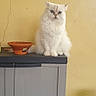 Sky a rejoint le concours — aidez-le/la à gagner de superbes lots ! blue_eyes, cabinet, calm, cat, cracks, domestic_cat, fluffy, furniture, gardening_tools, gray_cabinet, indoor, orange_pot, pet, portrait, rope, sitting, still_life, watering_can, white_cat, yellow_wall